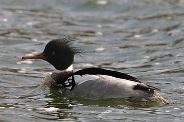 De Middelste zaagbek